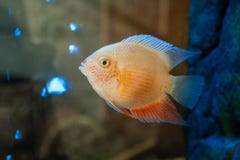 Mooie aquariumvissen royalty-vrije stock afbeeldingen Mooie aquariumvissen royalty-vrije stock afbeeldingen