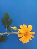 Mooie arvensis van Calendula ‚van de gebiedsgoudsbloem ‚en de blauwe achtergrond royalty-vrije stock foto's Mooie arvensis van Calendula ‚van de gebiedsgoudsbloem ‚en de blauwe achtergrond royalty-vrije stock foto's
