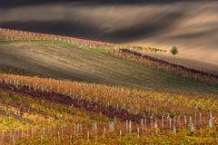 Mooie Autumn Rural Landscape With Lonely-Boom en Fantastical Kleurrijk Autumn Vineyards Rows Autumn Colorful Vineyards Of Czec royalty-vrije stock foto's Mooie Autumn Rural Landscape With Lonely-Boom en Fantastical Kleurrijk Autumn Vineyards Rows Autumn Colorful Vineyards Of Czec royalty-vrije stock foto's
