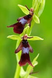 Mooie bloei in de weide De wilde orchidee van Nice Vliegorchidee, Ophrys-insectifera, die Europese aardse wilde orchidee bloeien, royalty-vrije stock afbeelding Mooie bloei in de weide De wilde orchidee van Nice Vliegorchidee, Ophrys-insectifera, die Europese aardse wilde orchidee bloeien, royalty-vrije stock afbeelding