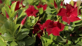 Mooie bloeiende petunia Grote lichte serre Bloeiende bloemen in de serre stock video Mooie bloeiende petunia Grote lichte serre Bloeiende bloemen in de serre stock video