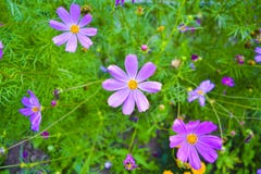 Mooie bloemen in de tuin Achtergrond van een verscheidenheid van tuin royalty-vrije stock fotografie Mooie bloemen in de tuin Achtergrond van een verscheidenheid van tuin royalty-vrije stock fotografie
