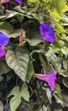 Mooie bloemen die op de muur van garden_V bloeien royalty-vrije stock fotografie Mooie bloemen die op de muur van garden_V bloeien royalty-vrije stock fotografie