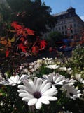 Mooie bloemen tegen de achtergrond van de Europese stad Stockholm, Zweden stock fotografie Mooie bloemen tegen de achtergrond van de Europese stad Stockholm, Zweden stock fotografie