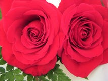 Mooie bloemen van intense kleuren en grote schoonheid stock foto's Mooie bloemen van intense kleuren en grote schoonheid stock foto's