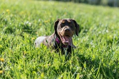Mooie bruine staffordhond die zich op gras op kust dichtbij rivier en het glimlachen bevinden royalty-vrije stock foto's Mooie bruine staffordhond die zich op gras op kust dichtbij rivier en het glimlachen bevinden royalty-vrije stock foto's