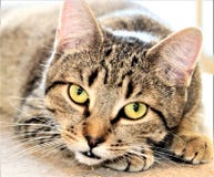 Mooie Bruine Tabby Cat stock foto's Mooie Bruine Tabby Cat stock foto's