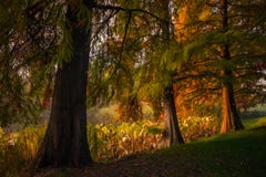 Mooie de herfstscène met bomen in de ochtend in parknea stock foto Mooie de herfstscène met bomen in de ochtend in parknea stock foto