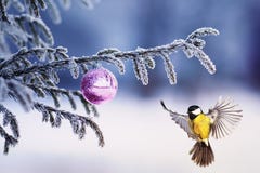 Mooie de meesvliegen van de Kerstkaartvogel aan een tak van feestelijk royalty-vrije stock fotografie Mooie de meesvliegen van de Kerstkaartvogel aan een tak van feestelijk royalty-vrije stock fotografie