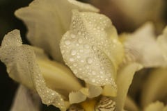 Mooie de zomerbloem Iris Eeuwigdurende rhizomatous installatie van de Irisfamilie Iridaceae met dauwdalingen Zonnige dag luxuriou stock foto Mooie de zomerbloem Iris Eeuwigdurende rhizomatous installatie van de Irisfamilie Iridaceae met dauwdalingen Zonnige dag luxuriou stock foto