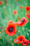 Mooie dichte omhooggaand op papavergebied De aard van de de achtergrond lentezomer concept Inspirational en ontspannende achtergr Royalty-vrije Stock Foto Mooie dichte omhooggaand op papavergebied De aard van de de achtergrond lentezomer concept Inspirational en ontspannende achtergr Royalty-vrije Stock Foto