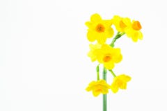 Mooie die gele narcisbloem op witte achtergrond wordt geïsoleerd stock fotografie Mooie die gele narcisbloem op witte achtergrond wordt geïsoleerd stock fotografie