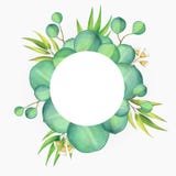Mooie eucalyptus bloemenkaart met waterverfillustratie vector illustratie Mooie eucalyptus bloemenkaart met waterverfillustratie vector illustratie