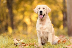 Mooie golden retrieverhond in de aard stock afbeelding Mooie golden retrieverhond in de aard stock afbeelding