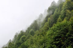 Mooie groene bomen op een heuvel in de mist in de bergen van Sotchi stock foto Mooie groene bomen op een heuvel in de mist in de bergen van Sotchi stock foto