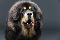 Mooie grote Tibetaanse mastiffhond royalty-vrije stock foto Mooie grote Tibetaanse mastiffhond royalty-vrije stock foto