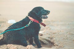 Mooie hondzitting op het zand bij het strand Zwarte Labrador met een kraag stock afbeeldingen Mooie hondzitting op het zand bij het strand Zwarte Labrador met een kraag stock afbeeldingen