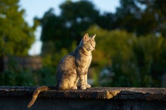 Mooie kat in de stralen van zonsondergang royalty-vrije stock fotografie Mooie kat in de stralen van zonsondergang royalty-vrije stock fotografie