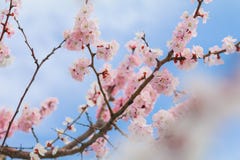 Mooie kersenbloesem, sakura in de Zachte nadruk van de de lentetijd Royalty-vrije Stock Foto's Mooie kersenbloesem, sakura in de Zachte nadruk van de de lentetijd Royalty-vrije Stock Foto's