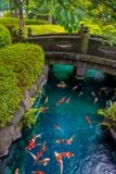 Mooie koivissen die in pong in een kleine die rivier zwemmen, vijver door groene struiken in Japanse tuin Asakusa Kannon wordt om royalty-vrije stock foto Mooie koivissen die in pong in een kleine die rivier zwemmen, vijver door groene struiken in Japanse tuin Asakusa Kannon wordt om royalty-vrije stock foto