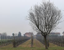 Mooie landschappen in Euganean-Heuvels Regionaal Park, Italië royalty-vrije stock foto's Mooie landschappen in Euganean-Heuvels Regionaal Park, Italië royalty-vrije stock foto's