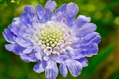 Mooie lilac blauwe tuinkorenbloem royalty-vrije stock foto's Mooie lilac blauwe tuinkorenbloem royalty-vrije stock foto's
