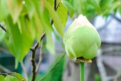 Mooie Lotus-bloem dichte omhooggaand stock foto Mooie Lotus-bloem dichte omhooggaand stock foto