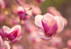 Mooie magnoliabloemen stock afbeelding Mooie magnoliabloemen stock afbeelding