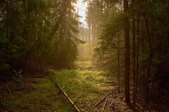 Mooie manier tussen bomen in mistig bos stock afbeeldingen Mooie manier tussen bomen in mistig bos stock afbeeldingen