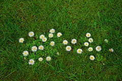 Mooie margrieten op groene grasachtergrond stock foto's Mooie margrieten op groene grasachtergrond stock foto's
