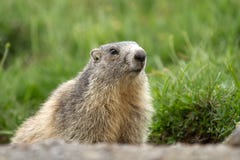 Een marmot in de alpen royalty-vrije stock afbeelding Een marmot in de alpen royalty-vrije stock afbeelding