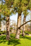 Mooie mening van drie boomstammen van bomen en groen gras tussen twee vuilwegen royalty-vrije stock foto's Mooie mening van drie boomstammen van bomen en groen gras tussen twee vuilwegen royalty-vrije stock foto's