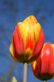 Mooie oranje en gele tulpen royalty-vrije stock fotografie Mooie oranje en gele tulpen royalty-vrije stock fotografie