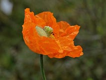 Mooie oranje papaverbloem stock afbeelding Mooie oranje papaverbloem stock afbeelding