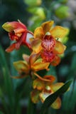 Mooie orchideeënbloei in het regenwoud stock foto's Mooie orchideeënbloei in het regenwoud stock foto's