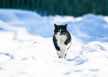 Mooie richels op witte pluizige sneeuw in de winterwerf en miauw royalty-vrije stock afbeelding Mooie richels op witte pluizige sneeuw in de winterwerf en miauw royalty-vrije stock afbeelding