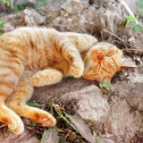 Mooie rode katten dichte omhooggaand royalty-vrije stock foto's Mooie rode katten dichte omhooggaand royalty-vrije stock foto's