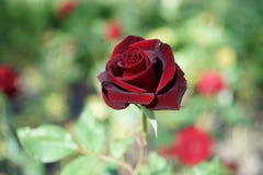 Mooie rode rozen in de tuin met regendalingen van water op het groene blad royalty-vrije stock foto Mooie rode rozen in de tuin met regendalingen van water op het groene blad royalty-vrije stock foto