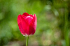 Mooie rode tulpenbloem op vage groene achtergrond stock afbeeldingen Mooie rode tulpenbloem op vage groene achtergrond stock afbeeldingen