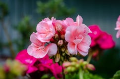 Mooie roze bloemen in de tuin van de de lentezomer royalty-vrije stock fotografie Mooie roze bloemen in de tuin van de de lentezomer royalty-vrije stock fotografie