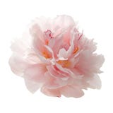 Mooie roze die pioenbloem op wit wordt geïsoleerd royalty-vrije stock afbeeldingen Mooie roze die pioenbloem op wit wordt geïsoleerd royalty-vrije stock afbeeldingen