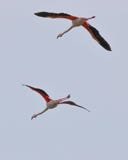 Mooie roze flamingo's met uitgespreide vleugels het vliegen in Porto Lagos, Xanthi, Griekenland royalty-vrije stock fotografie Mooie roze flamingo's met uitgespreide vleugels het vliegen in Porto Lagos, Xanthi, Griekenland royalty-vrije stock fotografie