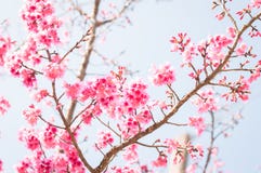 Mooie roze kersenbloesems in tuin stock afbeeldingen Mooie roze kersenbloesems in tuin stock afbeeldingen