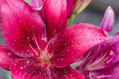 Mooie roze leliebloemen in dalingen van water na een regen royalty-vrije stock fotografie Mooie roze leliebloemen in dalingen van water na een regen royalty-vrije stock fotografie