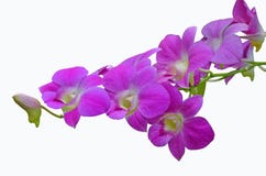 Mooie roze orchideebloemen op witte achtergrond royalty-vrije stock afbeeldingen Mooie roze orchideebloemen op witte achtergrond royalty-vrije stock afbeeldingen