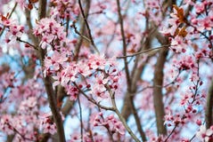 Mooie sakura van de kersenbloesem in de lentetijd in park Stock Afbeeldingen Mooie sakura van de kersenbloesem in de lentetijd in park Stock Afbeeldingen