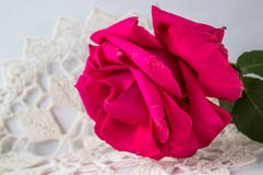Mooie samenstelling met rode roze bloem groene bladeren stock foto Mooie samenstelling met rode roze bloem groene bladeren stock foto