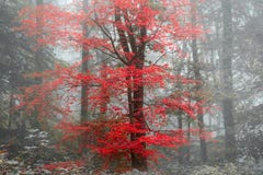 Mooie surreal afwisselende boslan van Autumn Fall van de kleurenfantasie royalty-vrije stock foto's Mooie surreal afwisselende boslan van Autumn Fall van de kleurenfantasie royalty-vrije stock foto's