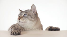 Mooie Thaise kat die rond close-up op witte achtergrond kijken Stock Afbeeldingen Mooie Thaise kat die rond close-up op witte achtergrond kijken Stock Afbeeldingen