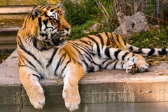 Mooie tijger Panthera die Tigris op cement bij zonsondergang rust stock afbeelding Mooie tijger Panthera die Tigris op cement bij zonsondergang rust stock afbeelding